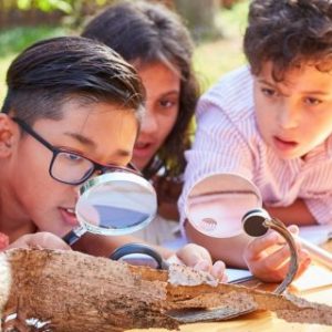 Kids examining wood